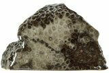 Free-Standing, Petoskey Stone (Fossil Coral) Section - Michigan #227551-1